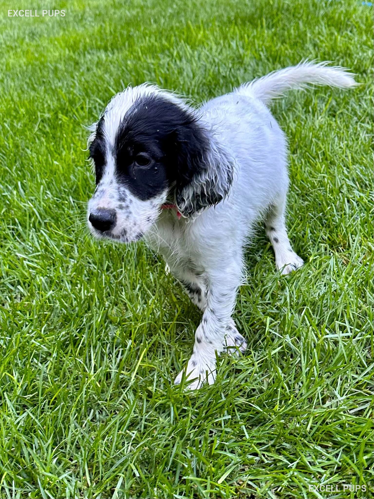 Charlie - English Setter puppy
